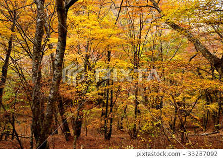 Yellow leaves 2 33287092
