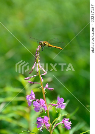 Willow flower blooming of wildflowers Willow flower blooming of wildflowers 33287187