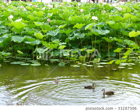 Chiaki公園的護城河 33287306