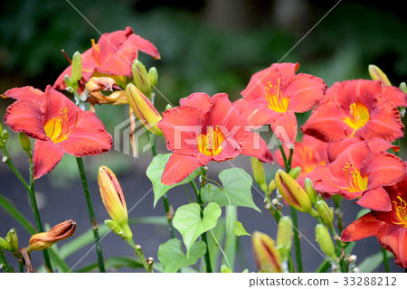 Hemerokarisu Hemerokarisu 33288212