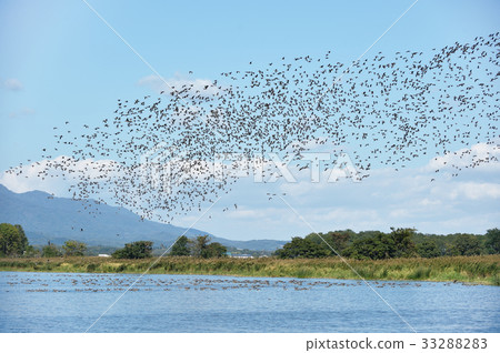 A large group of magan (Miyajimanuma, Hokkaido) 33288283