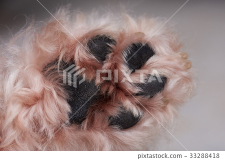Close-up of dog paw Close-up of dog paw 33288418