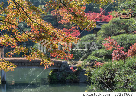 Kobe autumn paradise Kobe autumn paradise 33288668