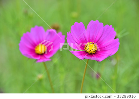 Two bright pink cosmos Two bright pink cosmos 33289010