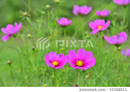 Bright pink autumn cherry blossoms Bright pink autumn cherry blossoms 33289011