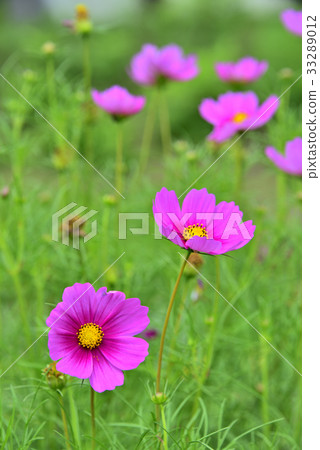 Vivid pink cosmos field 33289012