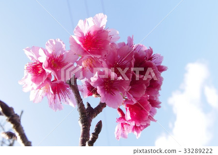 Cherry blossoms 33289222