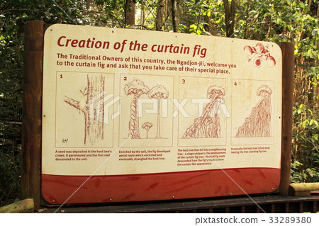 Curtain fig tree signboard @ Australia Curtain fig tree signboard @ Australia 33289380