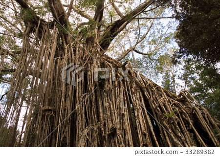 Curtain fig tree @ Australia Curtain fig tree @ Australia 33289382