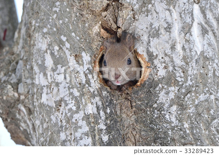 Mother of Ezoris 33289423