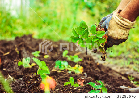 Manual collection of green leaves 33289670