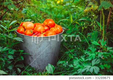 Bucket with vegetables on the grass 33289675