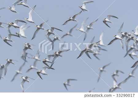 Coad生魚片組飛行 Coad生魚片組飛行 33290017