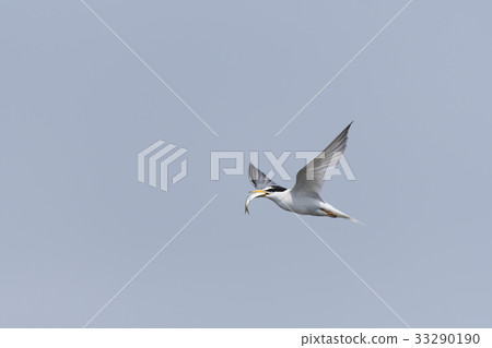 Koa Sashiri carrying catch fish 33290190