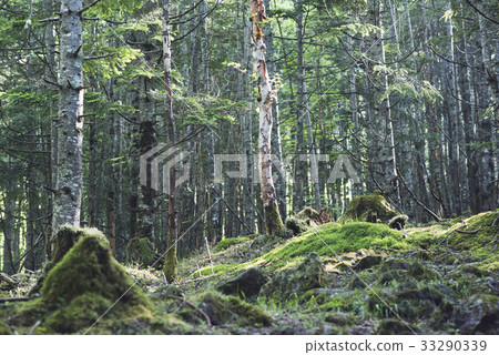 在森林裡 在森林裡 33290339