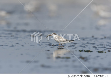 Little cormorant sashimi holding a fish 33290525