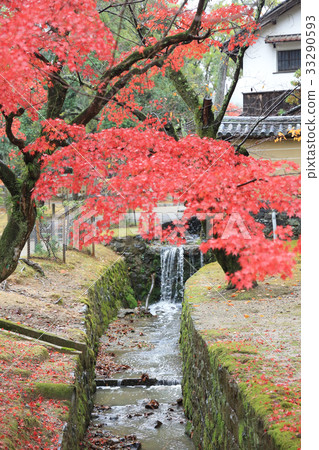 Autumn Laves at Nara Park in Nara Autumn Laves at Nara Park in Nara 33290593