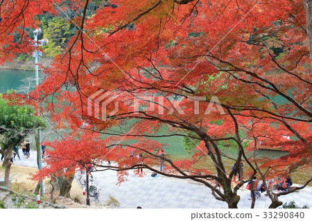 Autumn Leaves Of Arashiyama 33290840