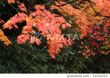 SHISEN-DO , Kyoto, Japan 33291014