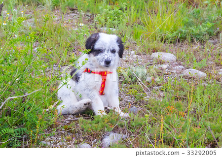 Puppy sitting in the grass, close up portrait Puppy sitting in the grass, close up portrait 33292005