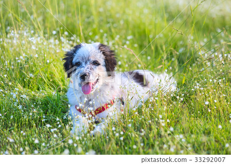 Puppy lying In the grass, close up portrait Puppy lying In the grass, close up portrait 33292007