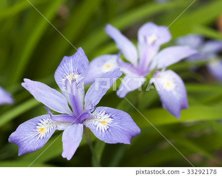 Himeshaga Himeshaga 33292178