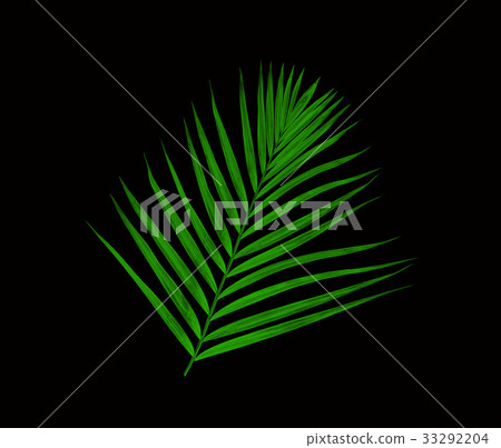 Green leaf of palm tree isolated on black Green leaf of palm tree isolated on black 33292204