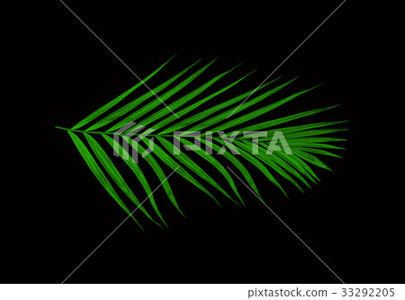 Green leaf of palm tree isolated on black Green leaf of palm tree isolated on black 33292205