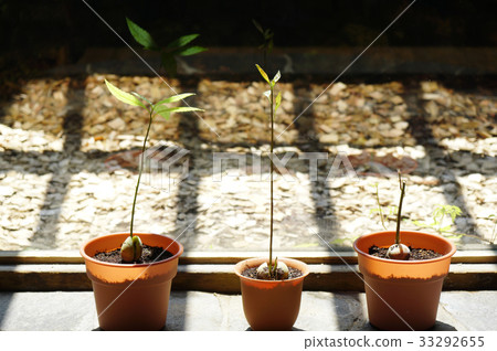 Avocado Wakaki -2 growing sprouts on the windowsill Avocado Wakaki -2 growing sprouts on the windowsill 33292655