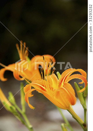 Nokanzu's flower 33293282