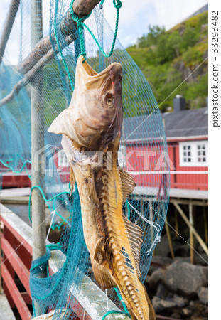 Cod drier in Norway Cod drier in Norway 33293482