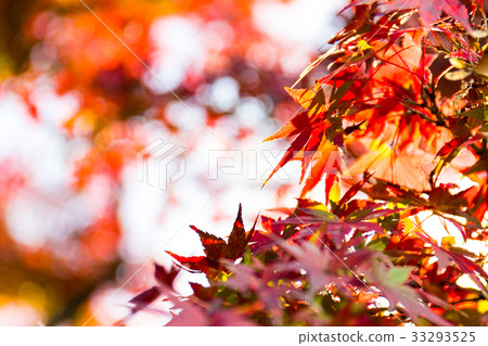 Fall of the former Shiba Rikyu Garden with the four seasons of Tokyo Fall of the former Shiba Rikyu Garden with the four seasons of Tokyo 33293525