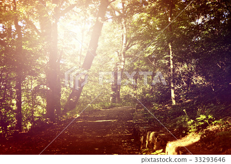 Path to the forest 33293646