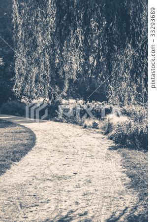 Old vintage photo. A path in a deciduous forest Old vintage photo. A path in a deciduous forest 33293689
