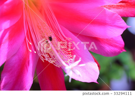 Peacock cactus 33294111