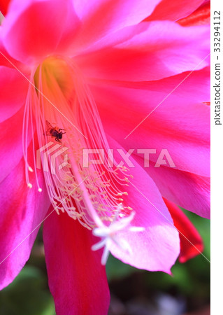 Peacock cactus 33294112