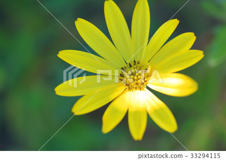 Ostiaspermum Ostiaspermum 33294115