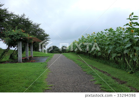 Omuro公園的向日葵 Omuro公園的向日葵 33294398