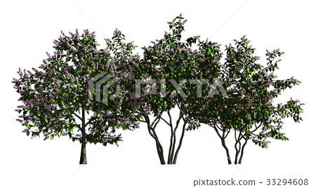 Group of trees isolated on white 3d illustration Group of trees isolated on white 3d illustration 33294608
