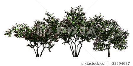 Group of trees isolated on white 3d illustration Group of trees isolated on white 3d illustration 33294627