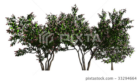 Group of trees isolated on white 3d illustration Group of trees isolated on white 3d illustration 33294664