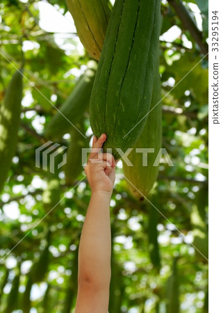 洗滌器 洗滌器 33295194