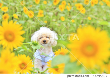 Sunflowers and dogs Sunflowers and dogs 33295307