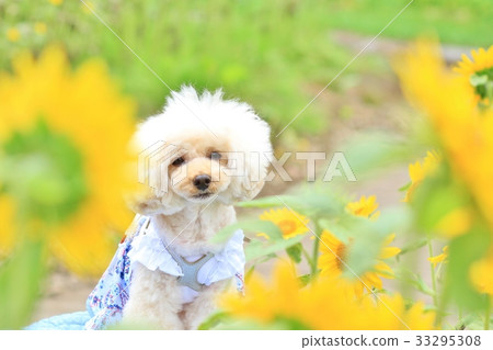 Sunflowers and dogs Sunflowers and dogs 33295308