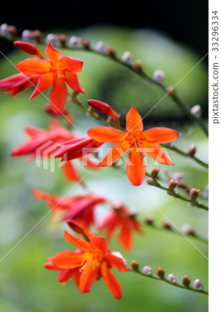 Montoburechia 33296334