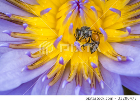 Bee on lotus flower in macro shot 33296475