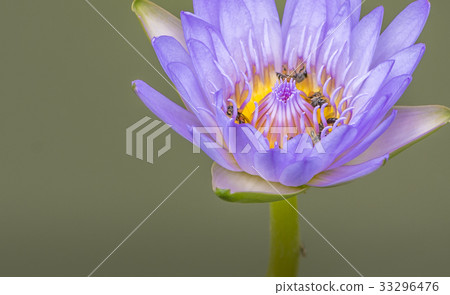 Beautiful lotus in a garden 33296476