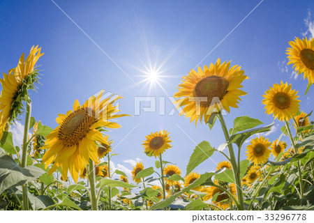 Hokuriku city Akeno sunflower field 33296778