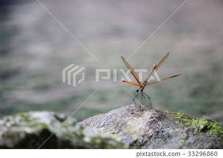 Kawatonbo展翅 33296860