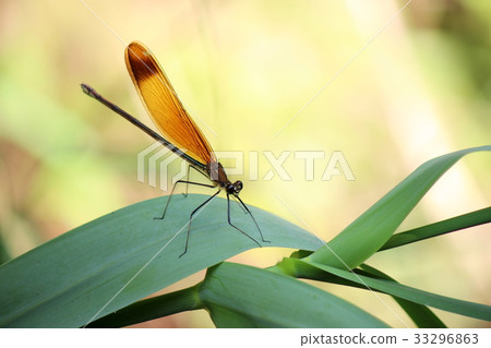 停止在葉子的Kawata蜻蜓 33296863